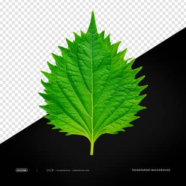 Fresh Green Shiso Leaf for Ramen Garnish PNG Transparent Background
