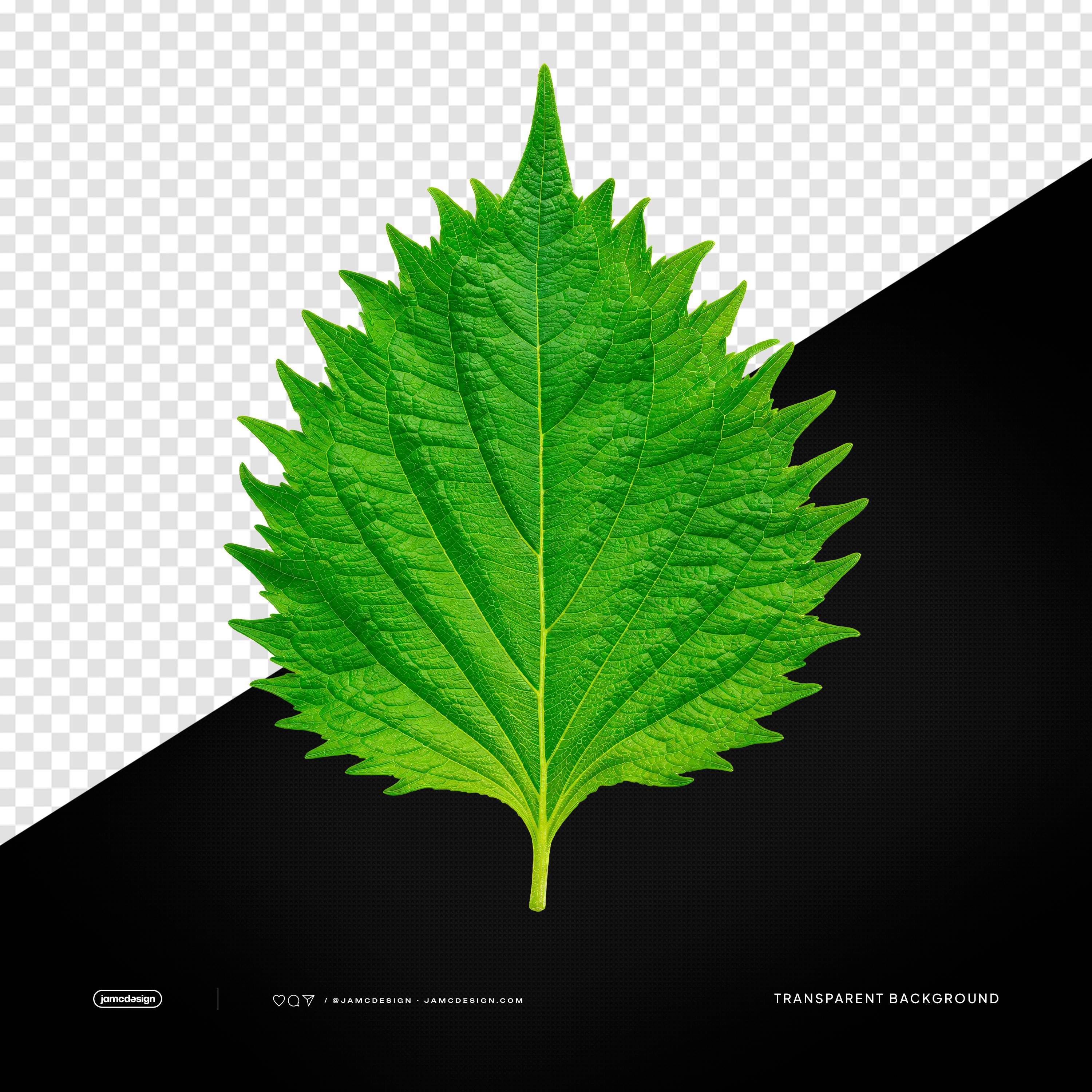 Fresh Green Shiso Leaf for Ramen Garnish PNG Transparent Background
