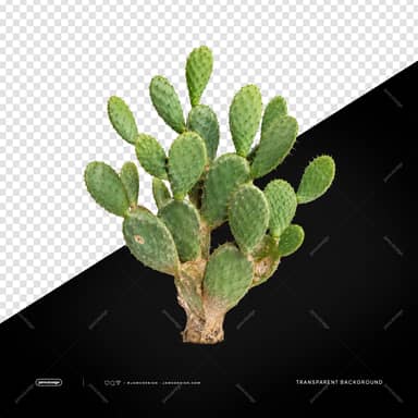 Large Mature Nopal Cactus PNG Transparent Background
