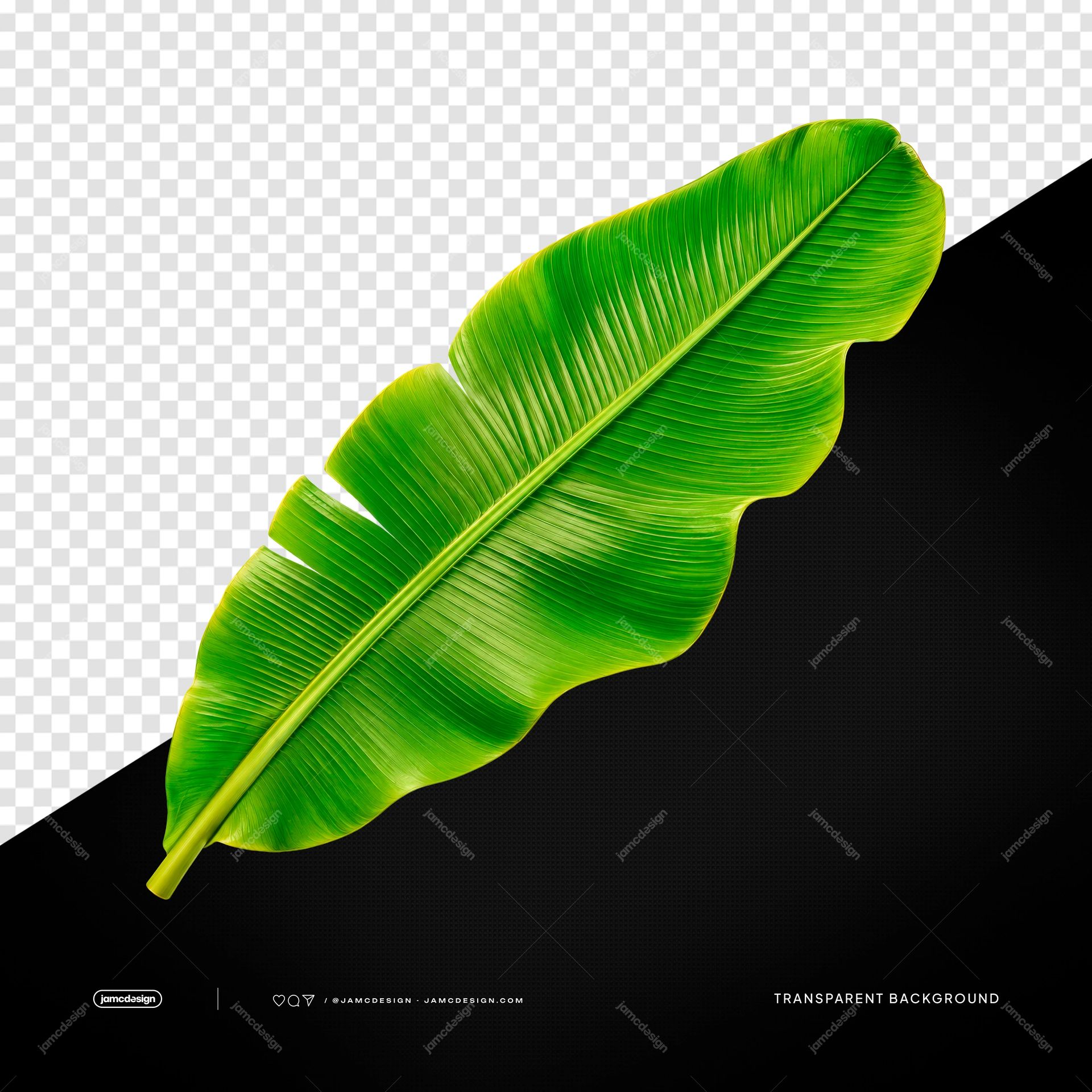 Tropical Green Banana Leaf Vivid Nature Transparent PNG. Transparent PNG object featuring a single vivid green banana leaf with fine parallel veins