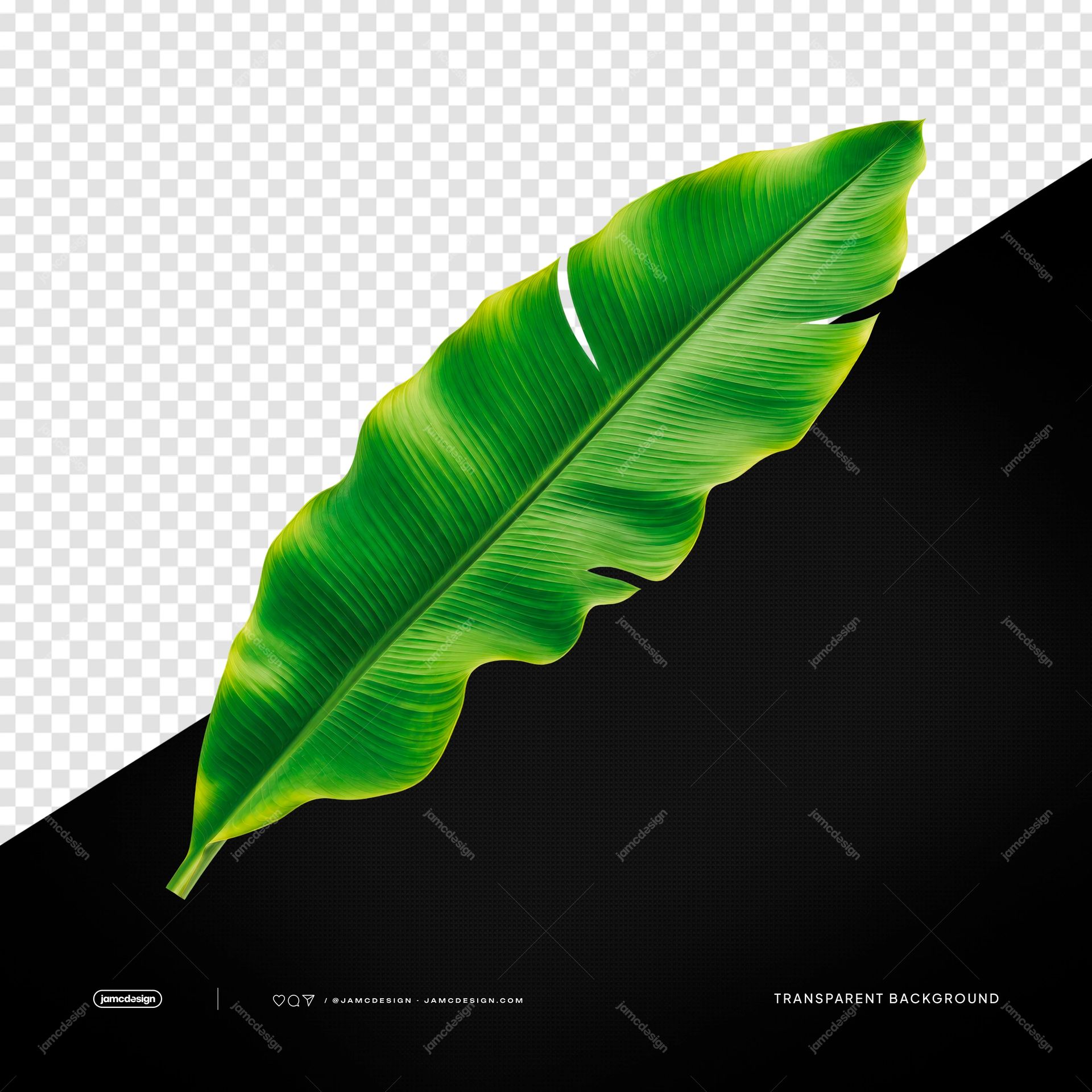 Curved Tropical Banana Leaf Vivid Green Leaf Transparent PNG. A realistic PNG transparent object featuring one curved tropical banana leaf in vivid green