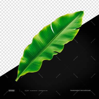Curved Tropical Banana Leaf Vivid Green Leaf Transparent PNG