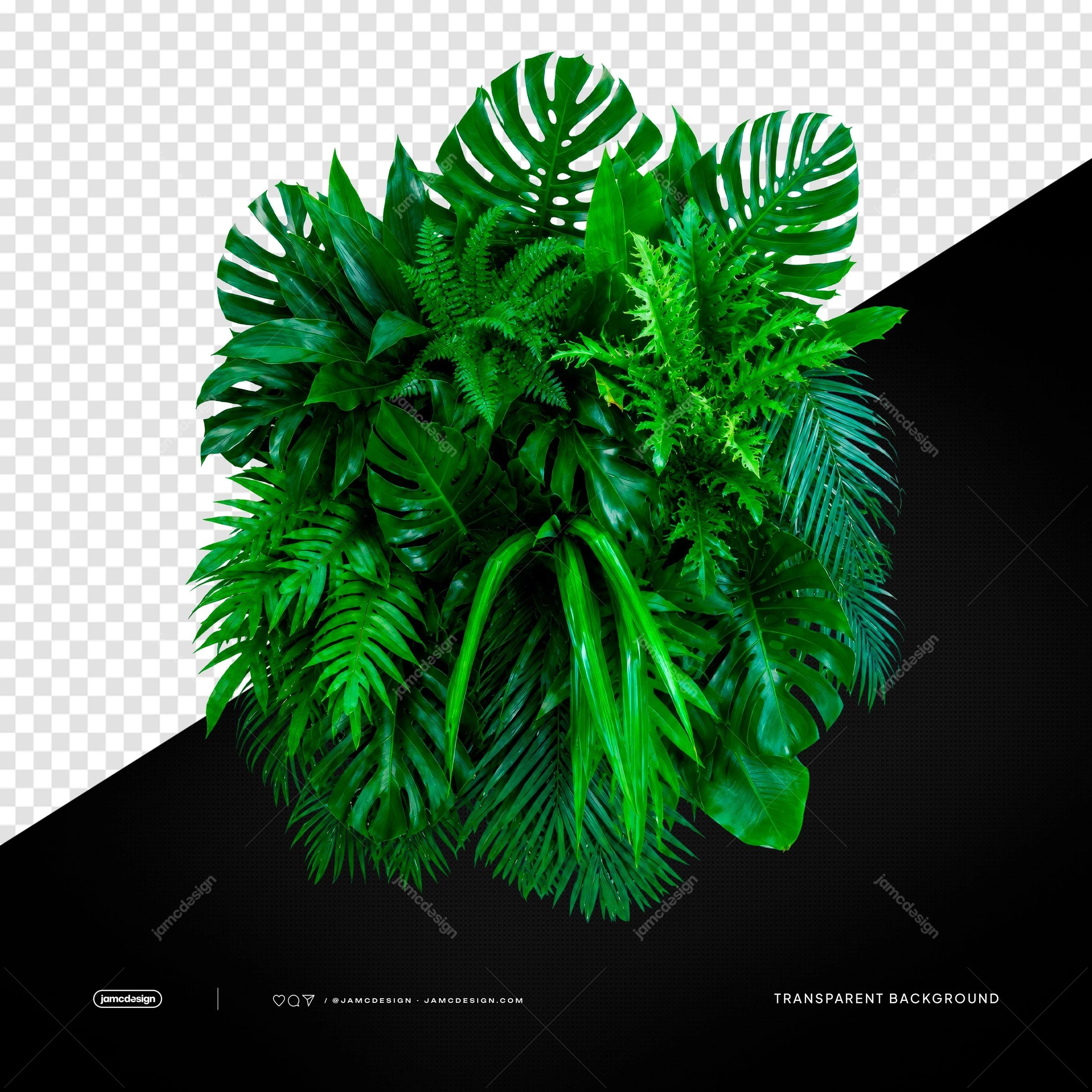 Tropical Monstera Palm Leaves PNG Transparent Background