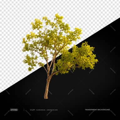 Tall Green Tree With Slender Trunk Yellow Foliage PNG Transparent