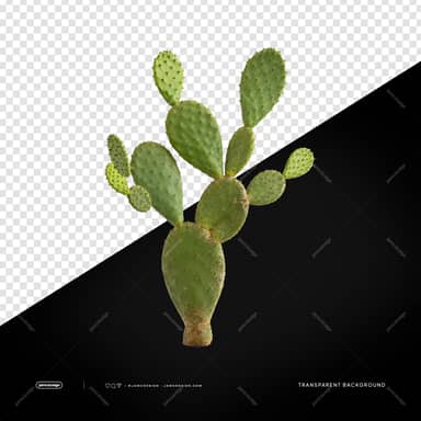 Realistic Green Opuntia Cactus PNG Transparent Background