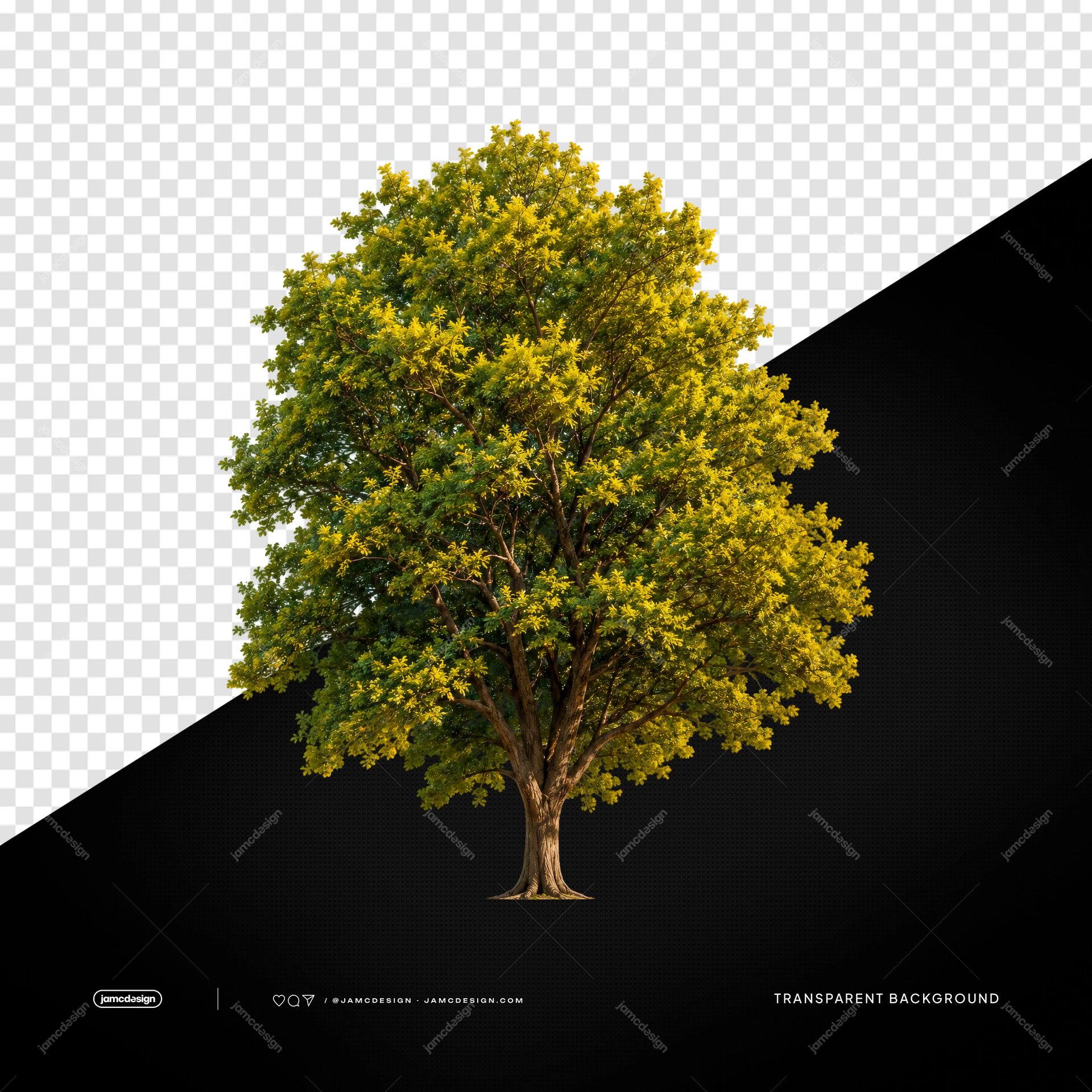 Broad Leafy Tree Golden Foliage Canopy PNG Transparent. Realistic PNG transparent object featuring a broad mature tree with a full canopy of green and golden