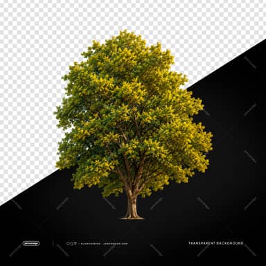 Broad Leafy Tree Golden Foliage Canopy PNG Transparent