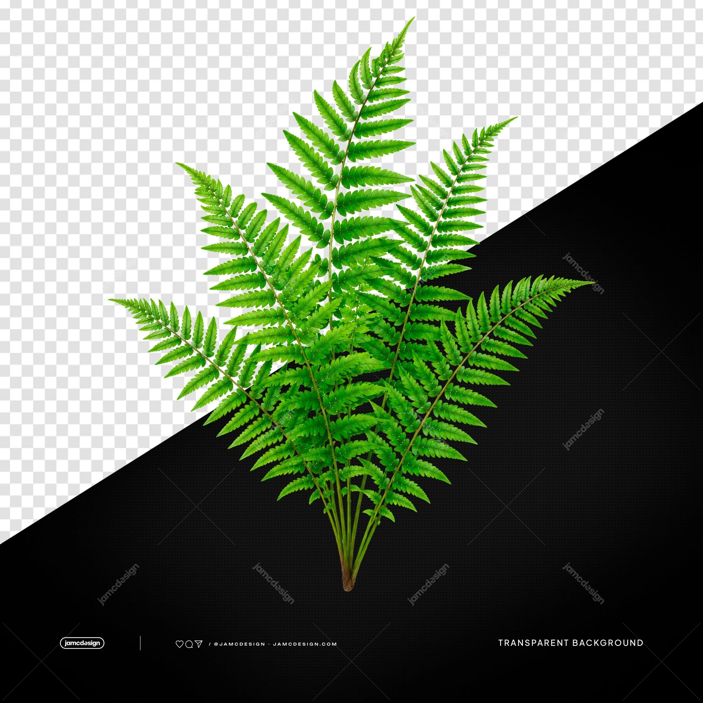 Tropical Fern Leaves PNG Transparent Background