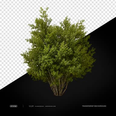 Tropical Green Bush Transparent Background