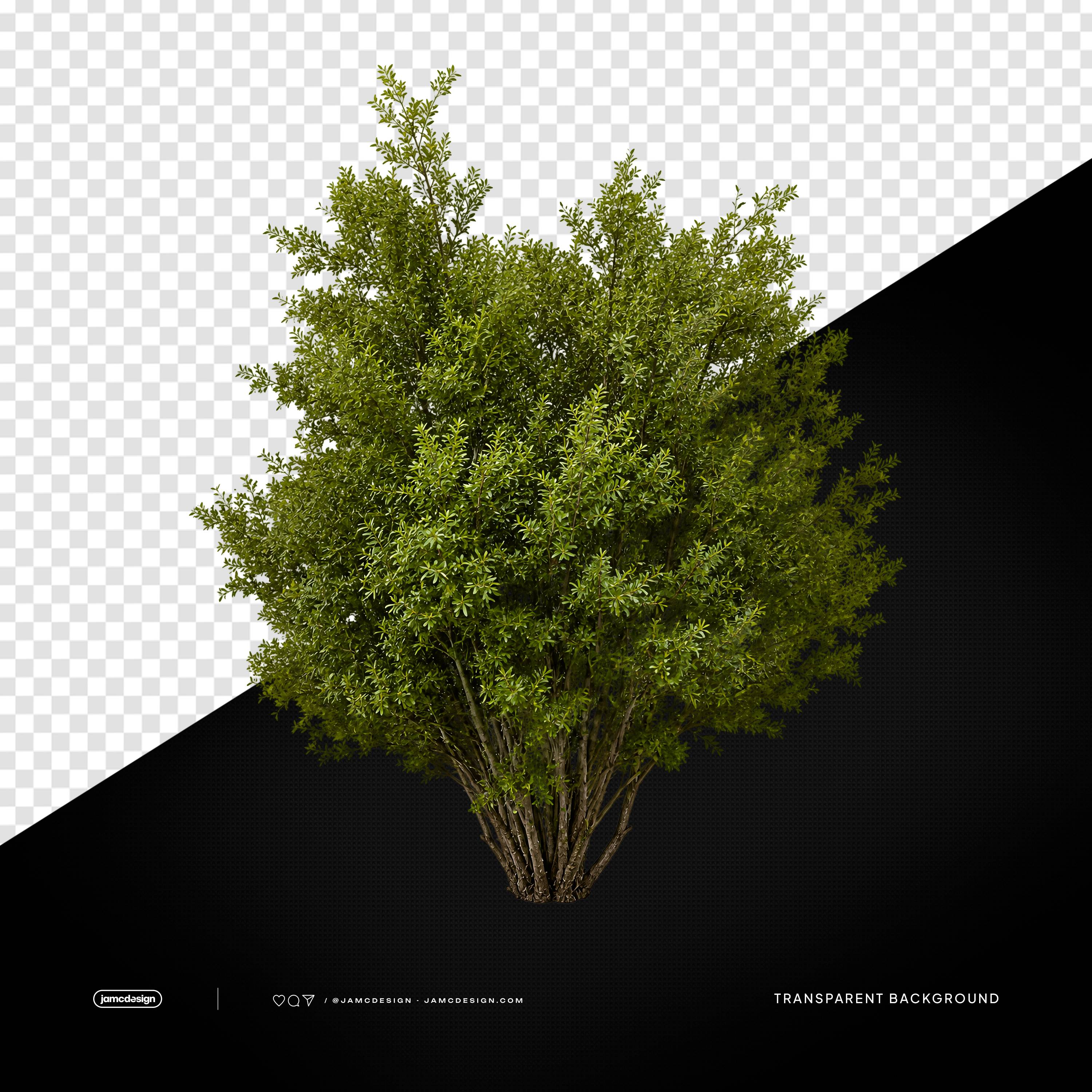 Tropical Green Bush Transparent Background