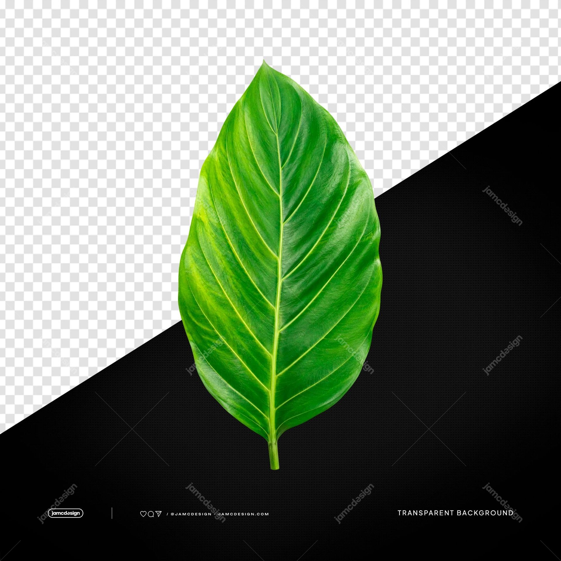 Single Tropical Green Leaf Isolated Transparent Background. PSD transparent object of a single broad tropical leaf rendered in vivid green with pale yellow