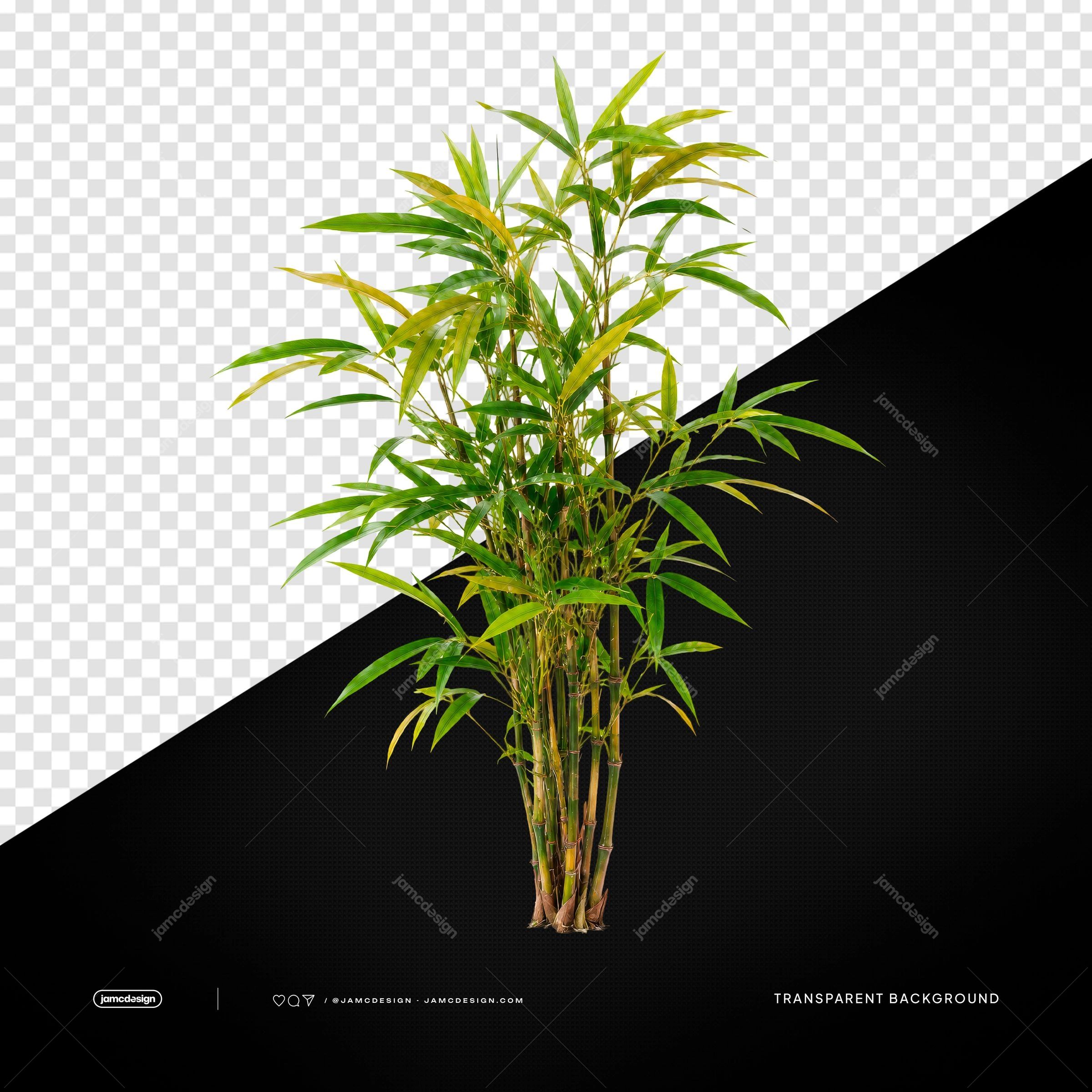 Green Bamboo Plant Isolated Transparent Background