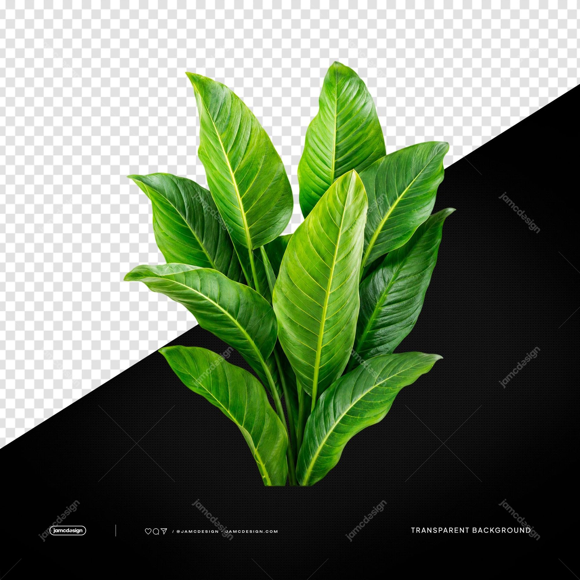 Tropical Green Leaves Isolated Transparent Background. Editable PSD featuring a cluster of broad tropical green leaves with pronounced yellow-green veining