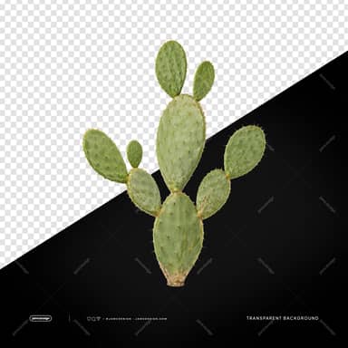 Natural Branched Nopal Cactus PNG Transparent Background