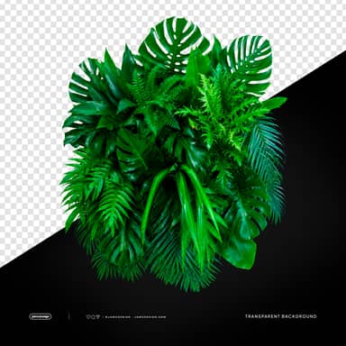 Tropical Monstera Palm Leaves PNG Transparent Background