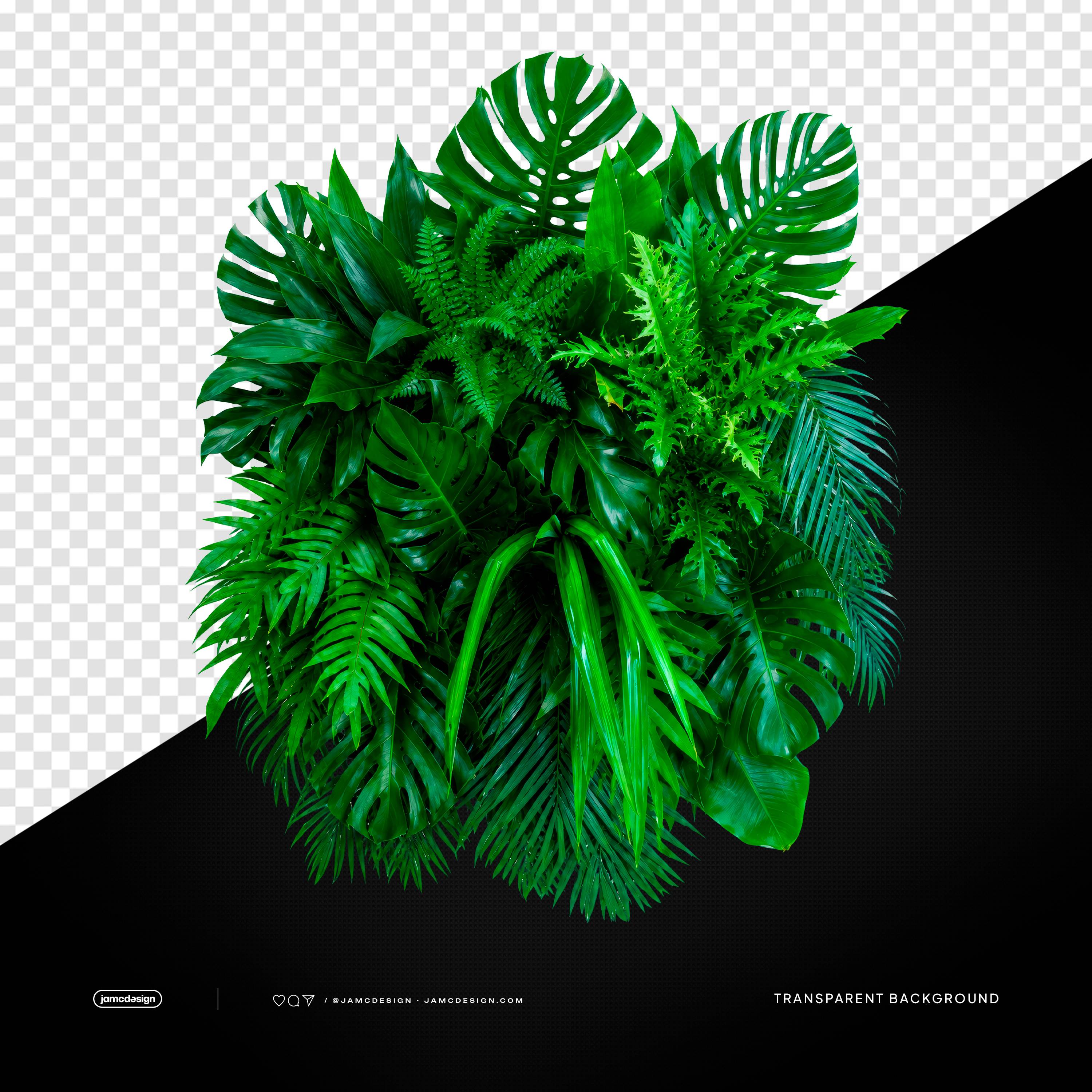 Tropical Monstera Palm Leaves PNG Transparent Background