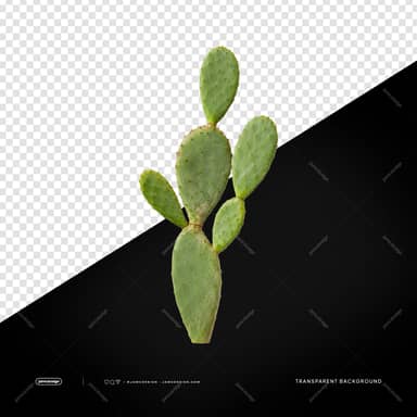 Realistic Tall Prickly Pear Cactus PNG Transparent Background