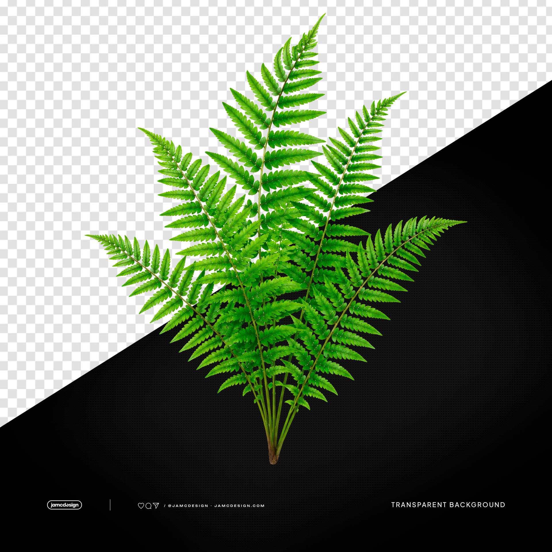 Tropical Fern Leaves PNG Transparent Background