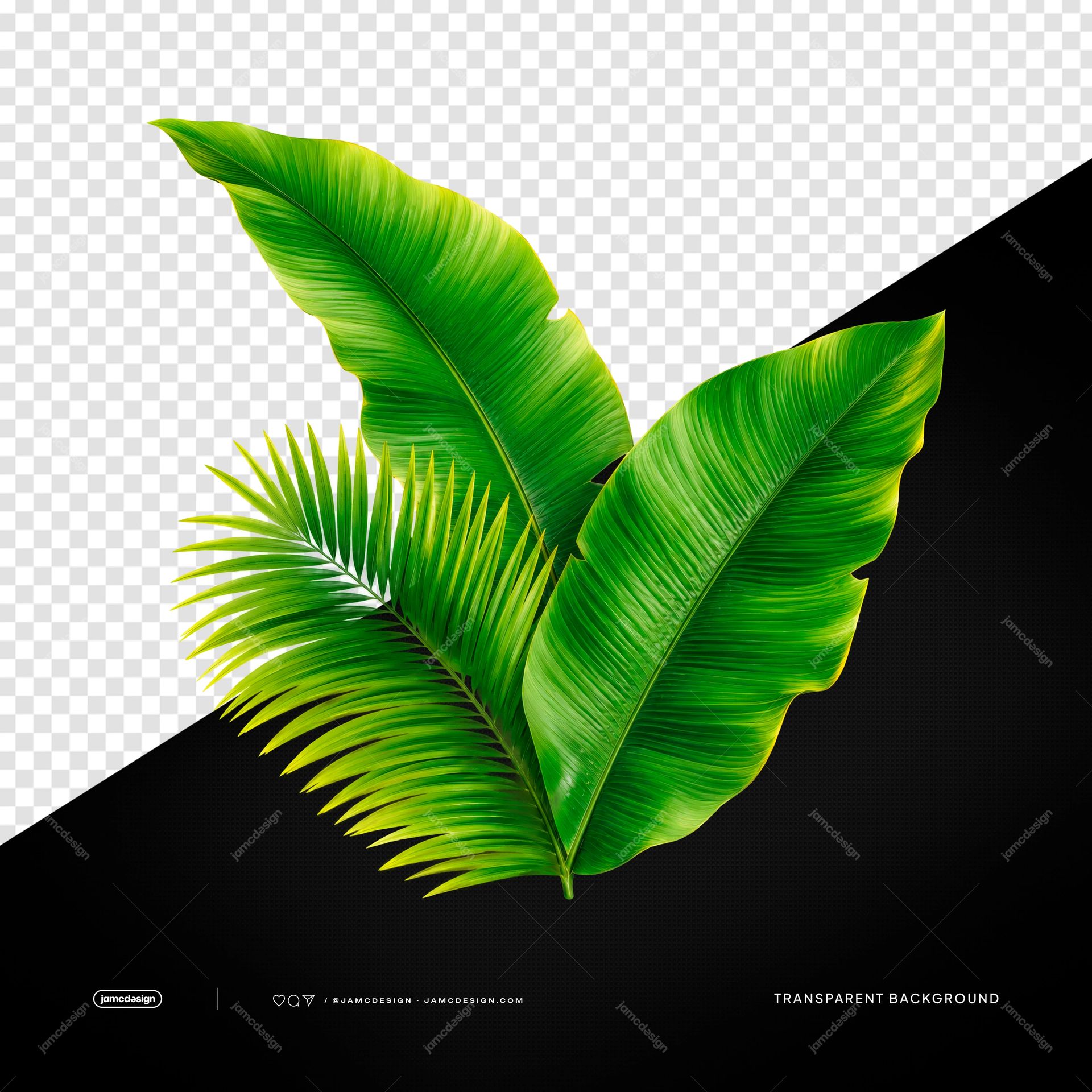 Lush Green Tropical Leaves Botanical Palm Frond Transparent Object PNG. Realistic transparent PNG botanical foliage featuring three vivid green broad leaves