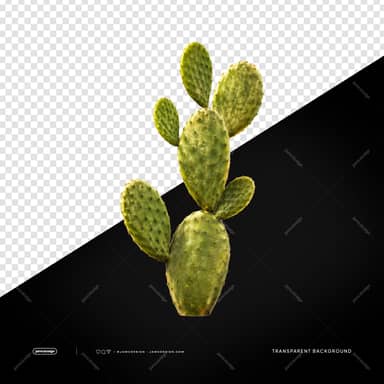 Natural Opuntia Cactus Branch PNG Transparent Background