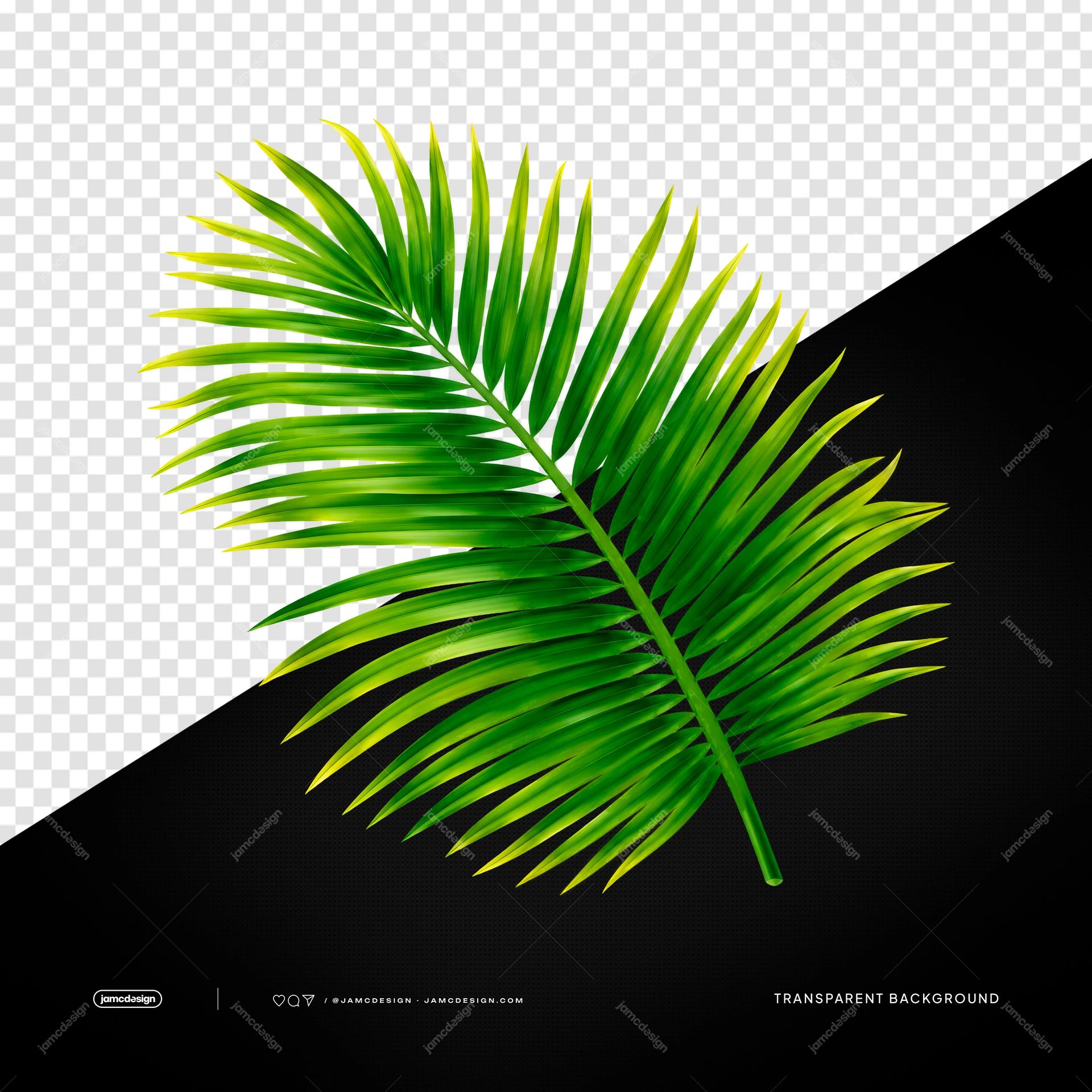 Green Tropical Palm Emerald Leaf Frond Transparent PNG. Green tropical palm frond supplied as a PNG transparent object