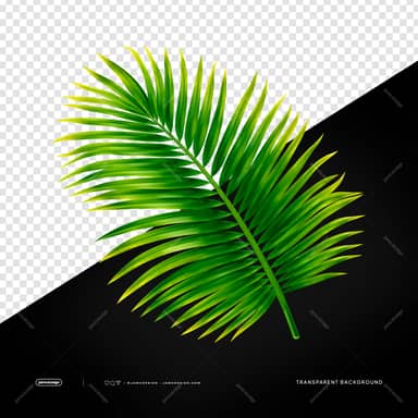Green Tropical Palm Emerald Leaf Frond Transparent PNG
