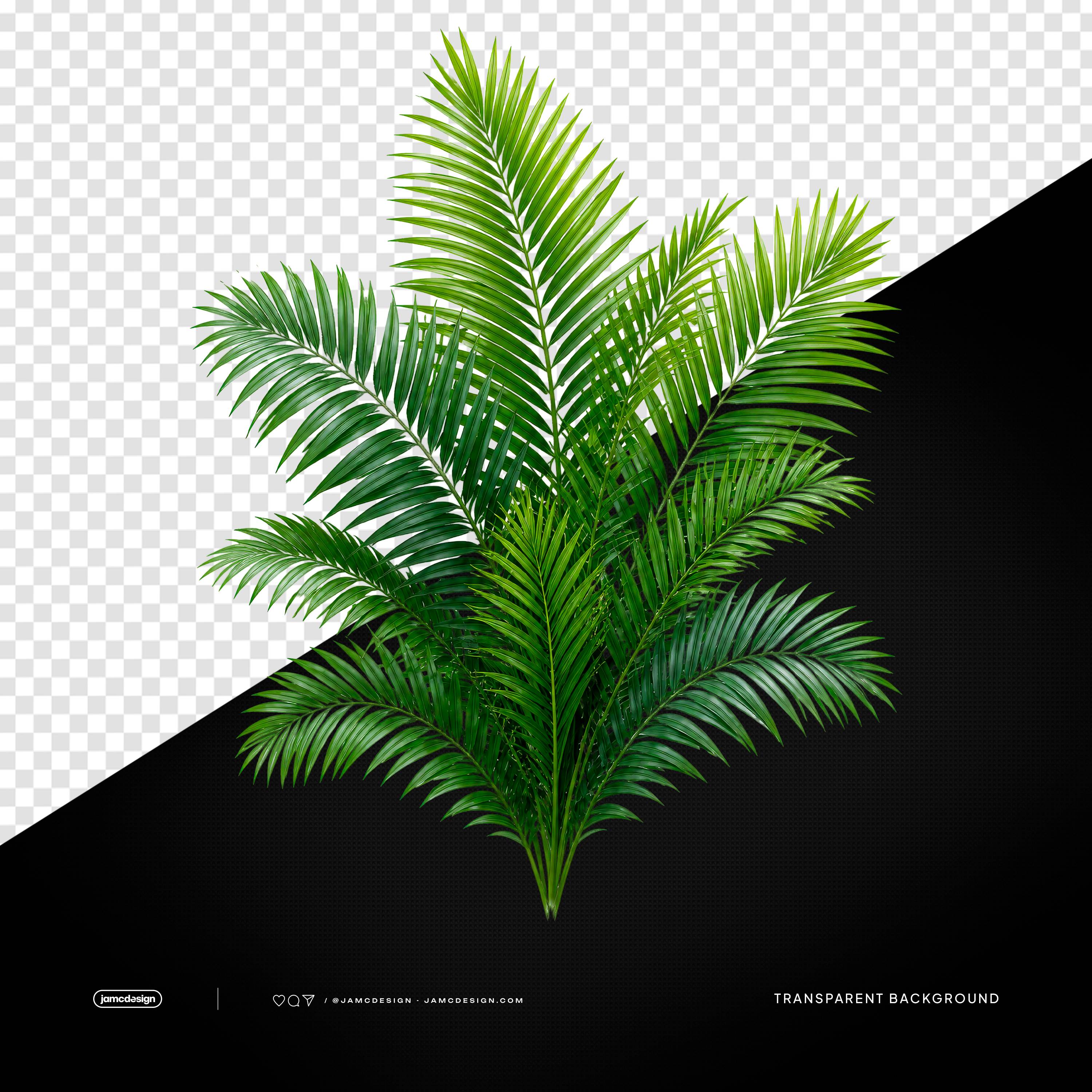 Green Palm Leaves PNG Transparent Background