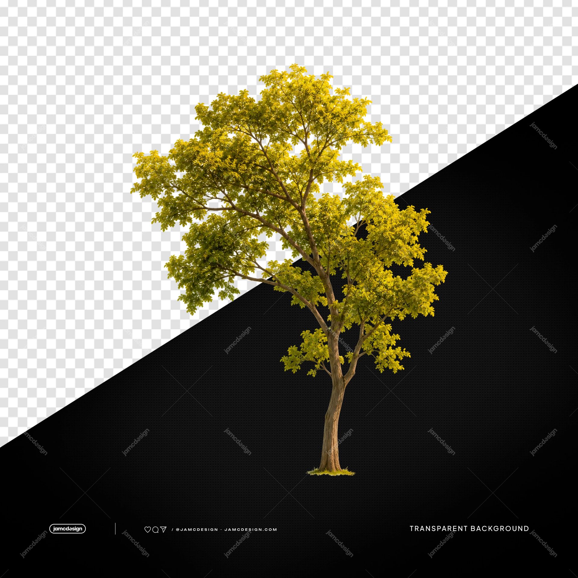 Árbol Verde Maduro con Copa Natural PNG Transparente. Objeto PNG transparente realista de un árbol verde maduro con una copa natural y amplia y un tronco