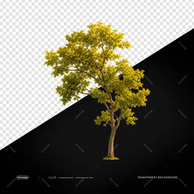 Mature Green Tree With Natural Crown PNG Transparent