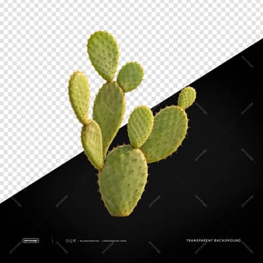 Realistic Prickly Pear Cactus Plant PNG Transparent Background