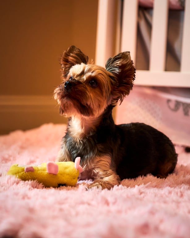 Dog posing with a tilted head and curious alert expression