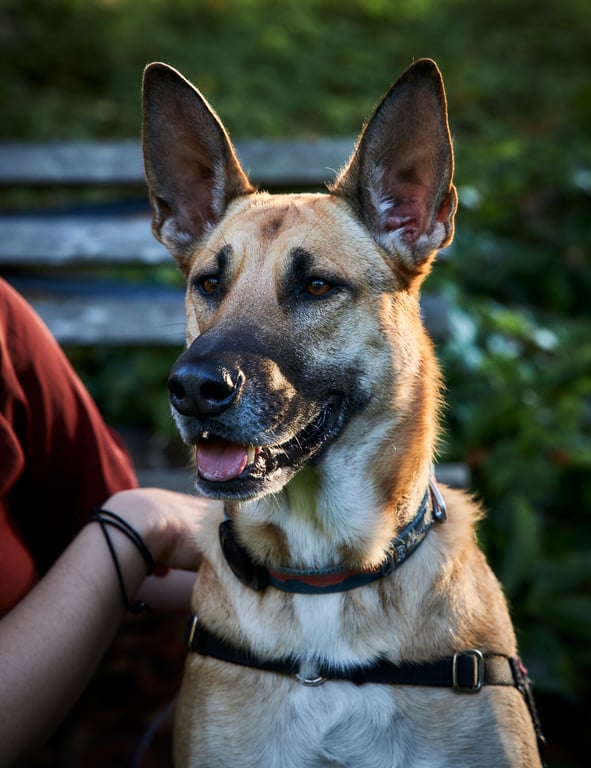 Dog sitting alertly with ears perked in an outdoor setting