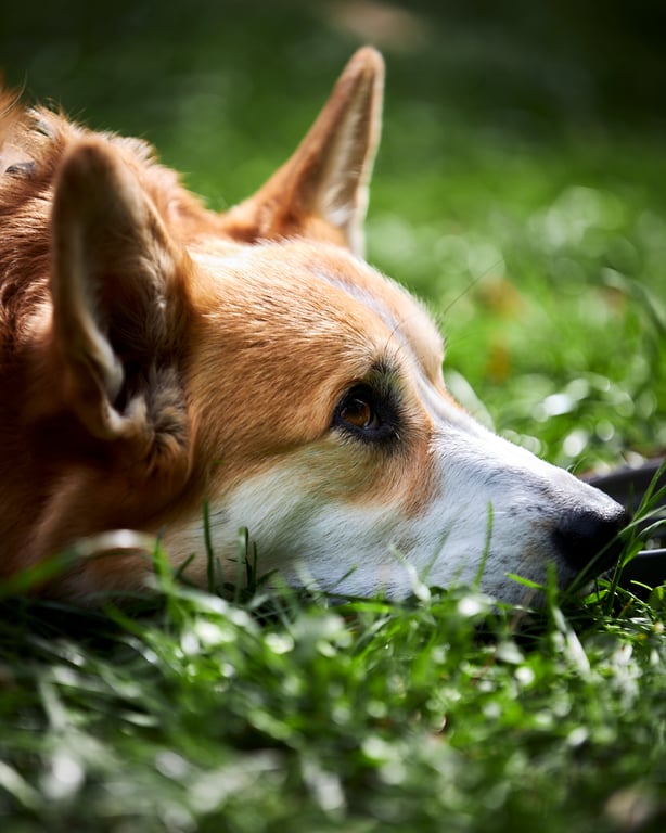 Dog posing happily with a bright cheerful outdoor expression