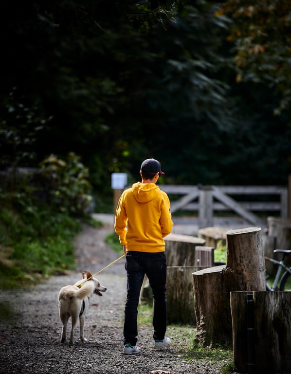 Dog enjoying an outdoor walk along a tree-lined forest path