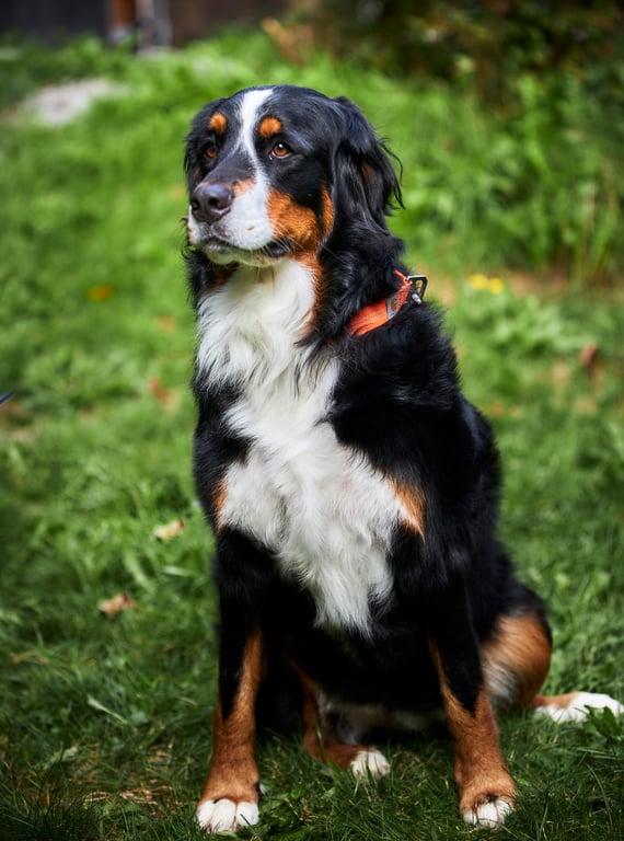 Dog looking directly at the camera with a gentle soulful gaze