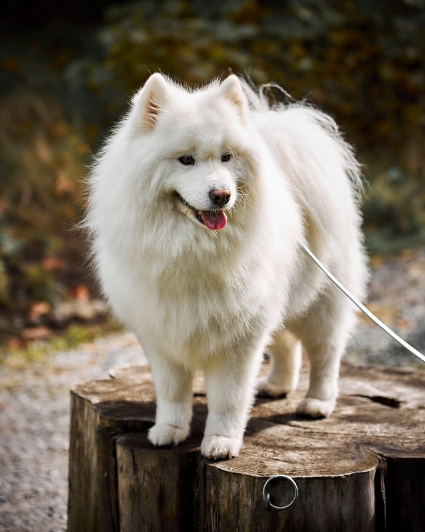 Dog in a playful stance ready for outdoor action