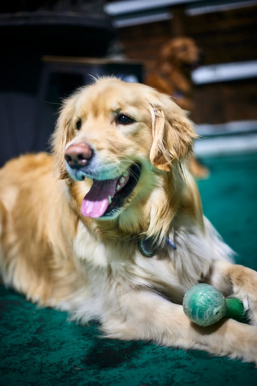 Dog lounging comfortably with a calm contented expression