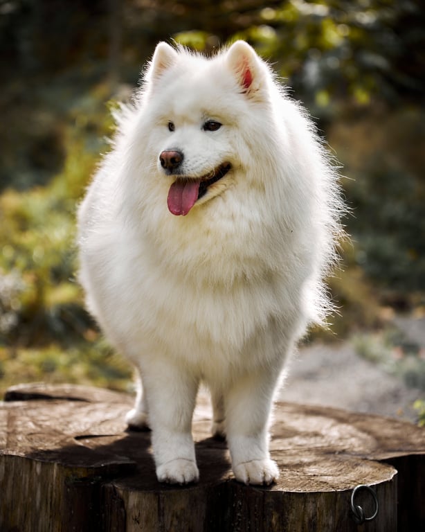 Dog relaxing in a park under soft diffused natural light