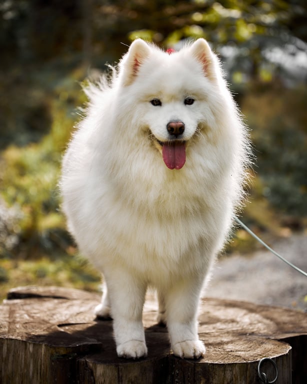 Dog portrait bathed in warm golden hour lighting