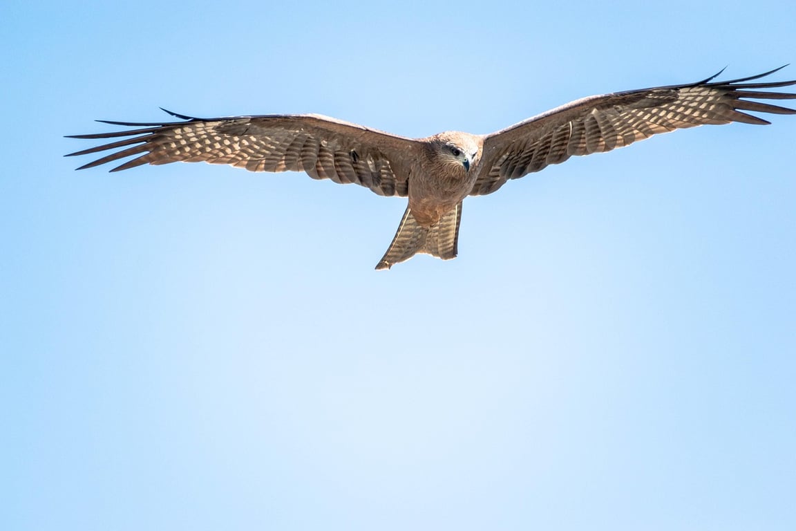 Eagle in Flight 