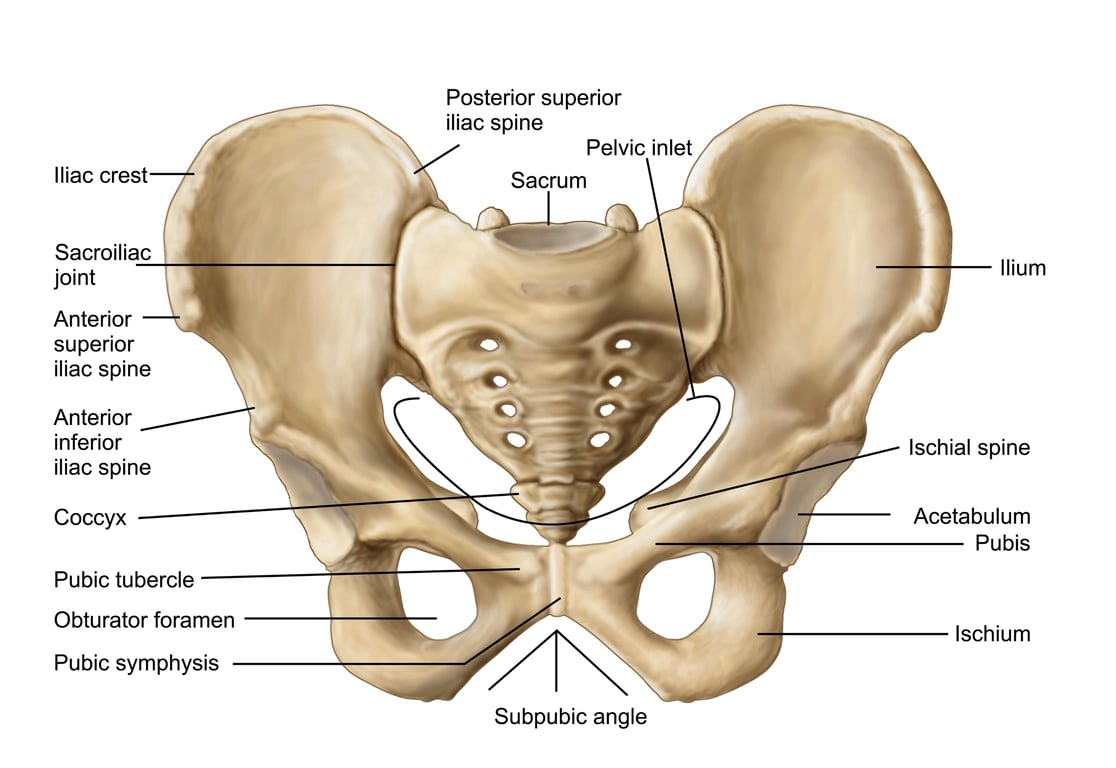Image of the female pelvis
