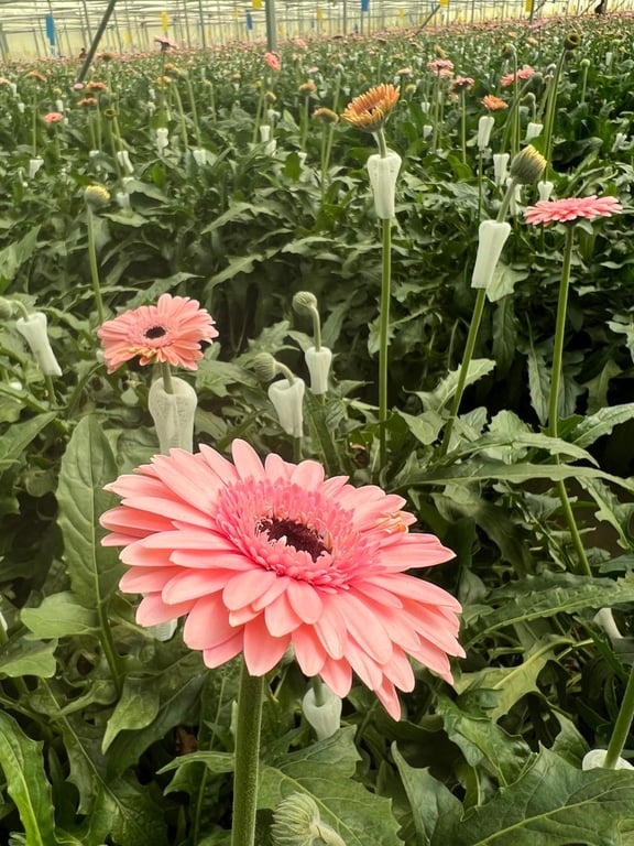 Sustainable Practices 