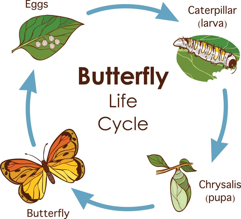 Image of a butterfly life cycle diagram