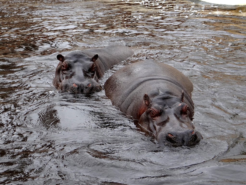 Wildlife on the Water 