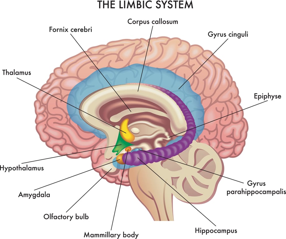 Image of the limbic system in the brain