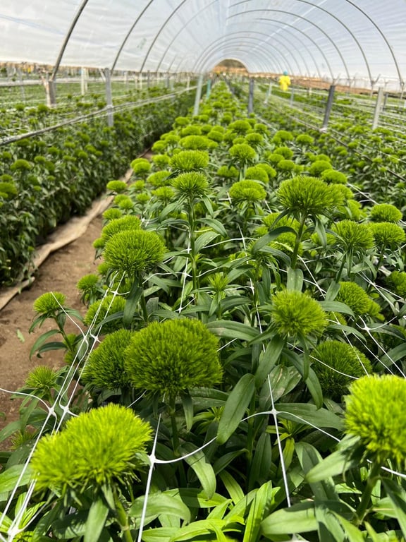 Blooming Greenhouses 