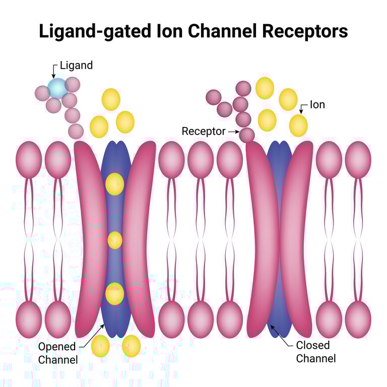 Image of a ligand-gated ion channel