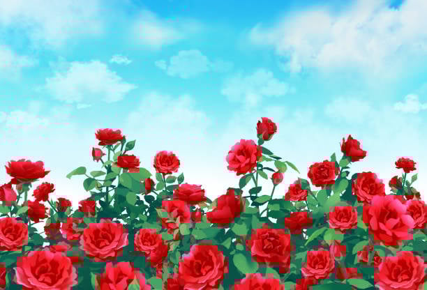 Fair Trade Certification