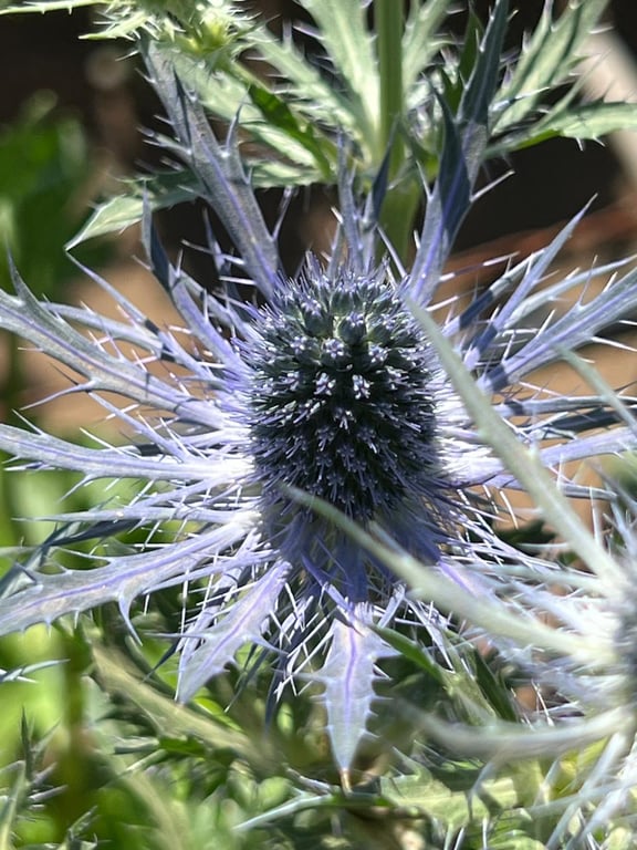 The Beauty of Kenyan Flowers 