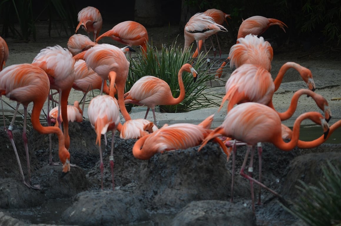 Flamingoes in the evening 